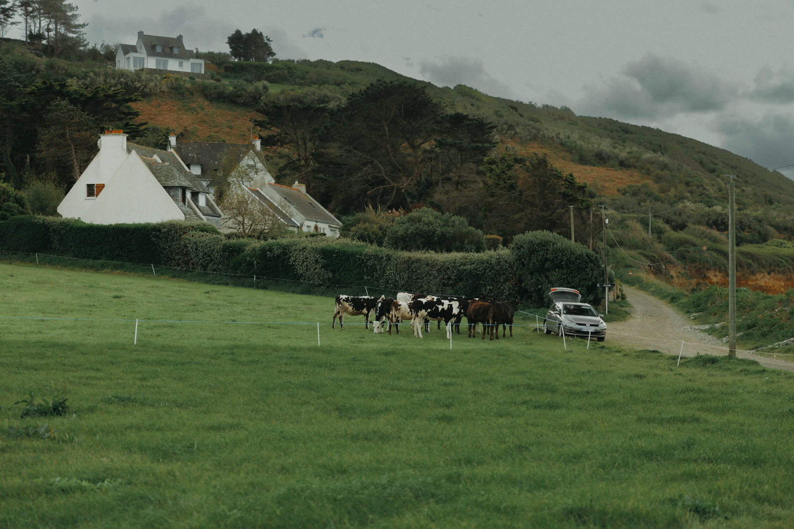 Cattle grazing below white cliffs under a grey sky.