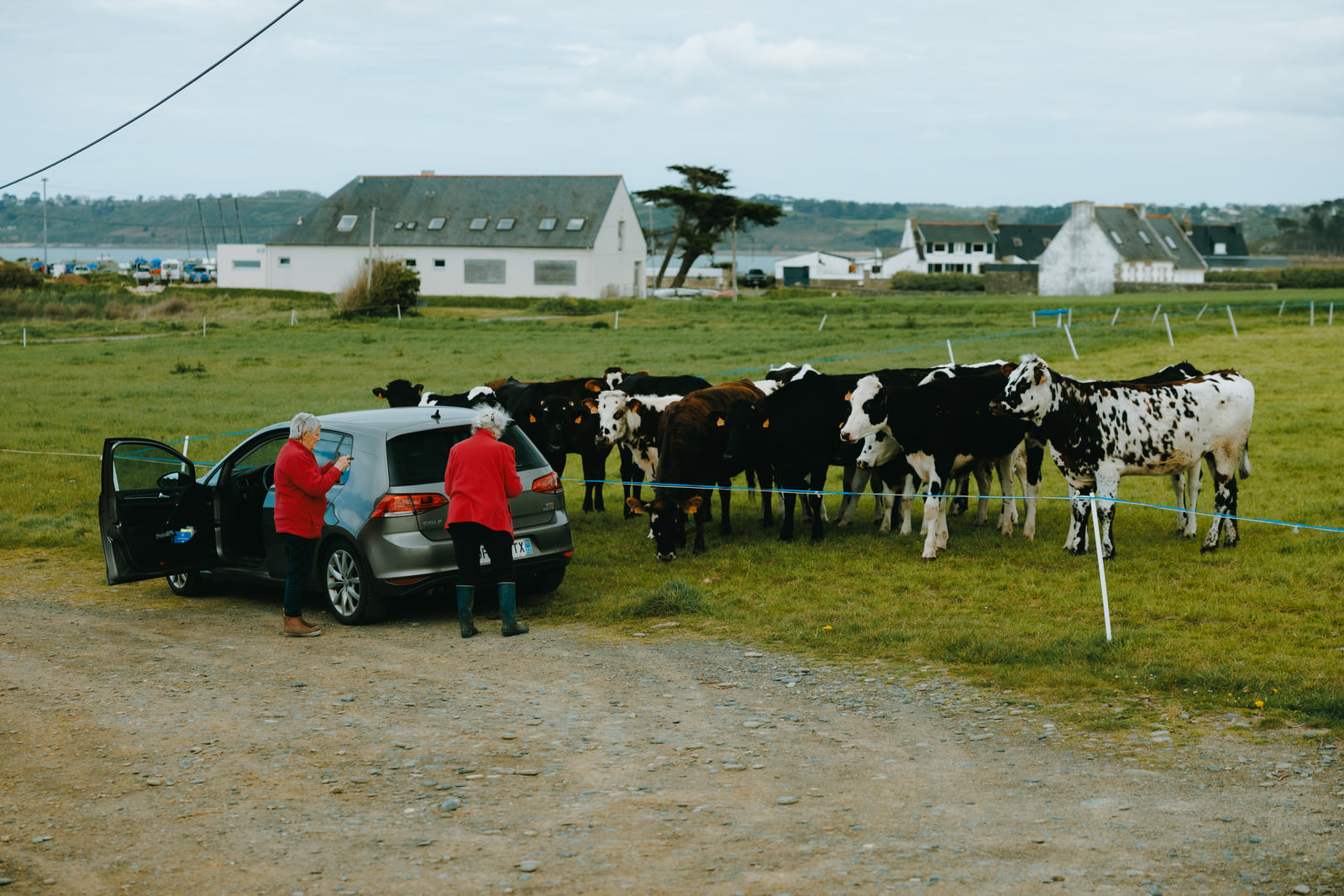 Cattle gathered near a vehicle in an open coastal field.